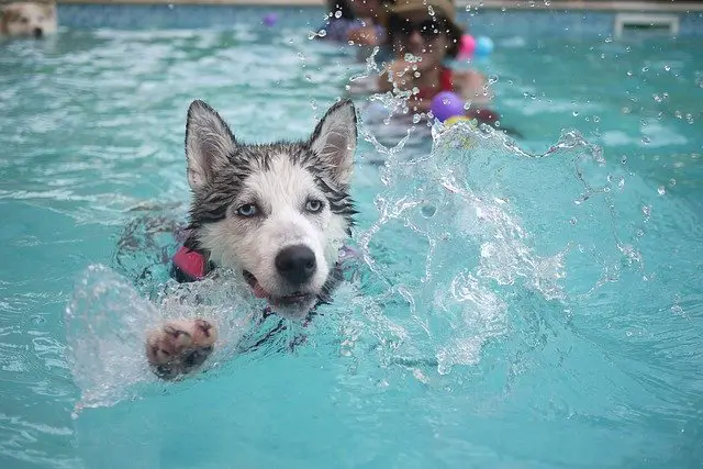 Can Dogs Swim In Salt Water Pools?