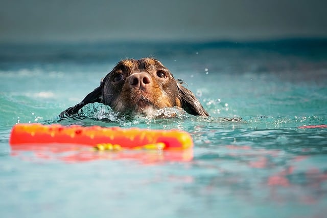 9 Tips: Dogs And Salt Water Pools
