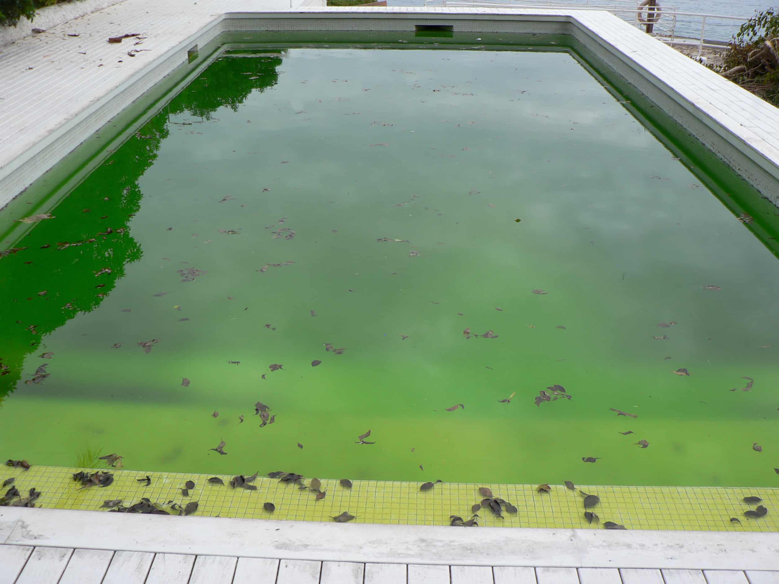 Winterized Pool Turning Green: Salt Water Pool Problem (Solved)